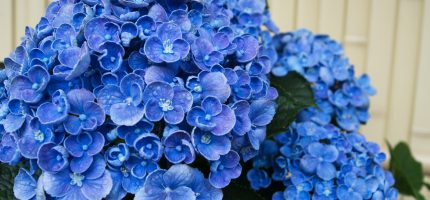 6月開校予定