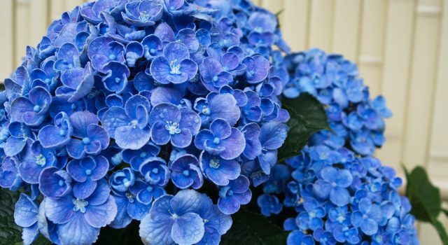 6月開校予定
